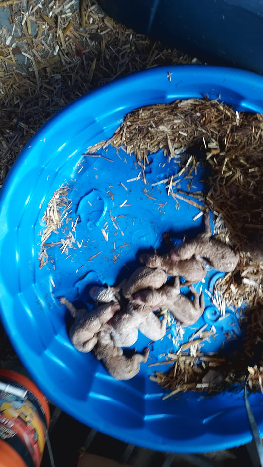 Standard Poodle Puppies