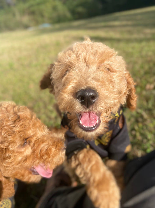 Goldendoodle Puppies